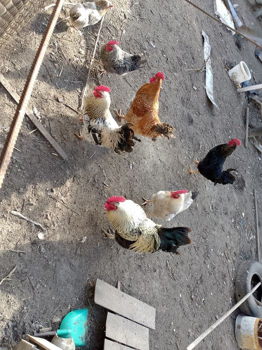 Продам півня   .