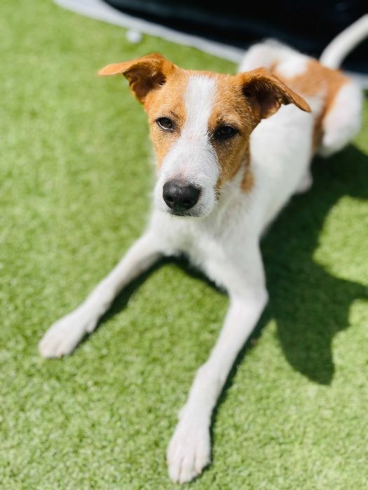 Dennis procura família ativa e dedicada