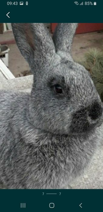 Самцы термоны пол серебро