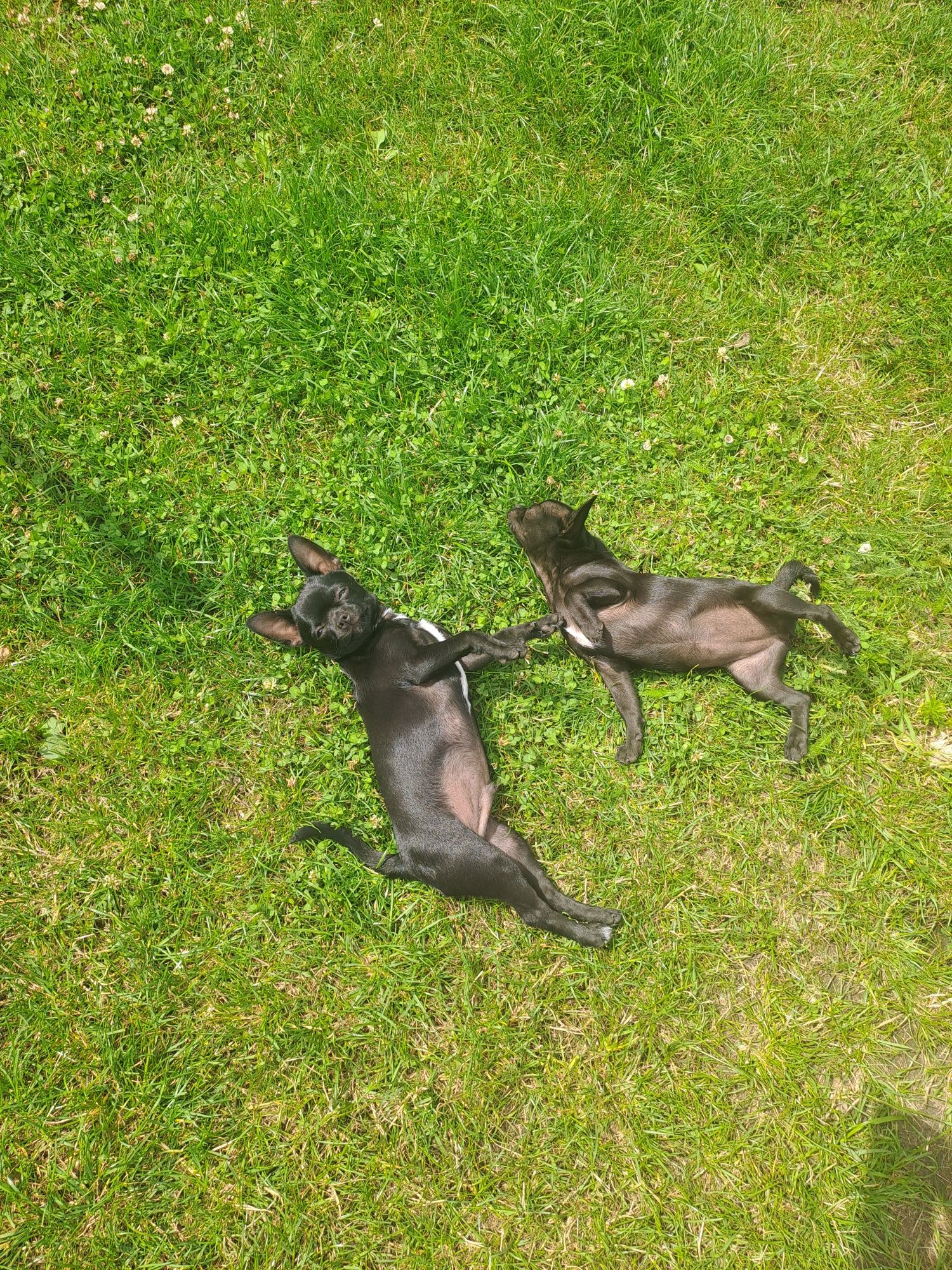 Piesek Chihuahua