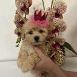 śliczna suczka maltipoo