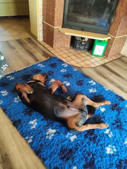 Перетримка собак