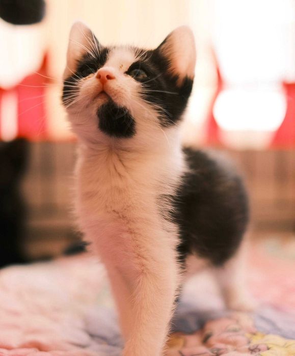 Malutki Spinacz szuka domu