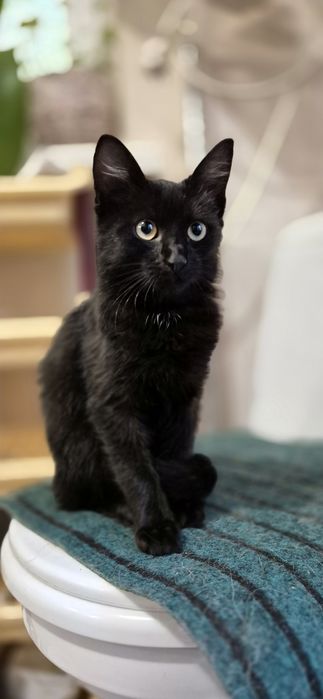 Отдам в добрые руки котят Одесса
