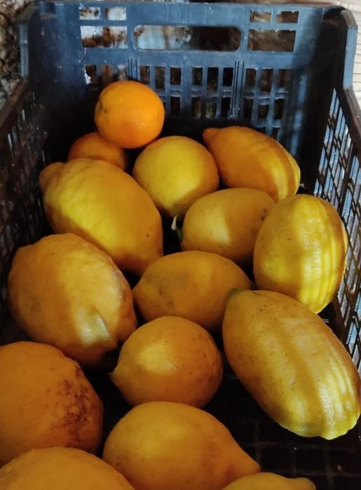 Limões, laranjas da baía e tangerinas 1€kg