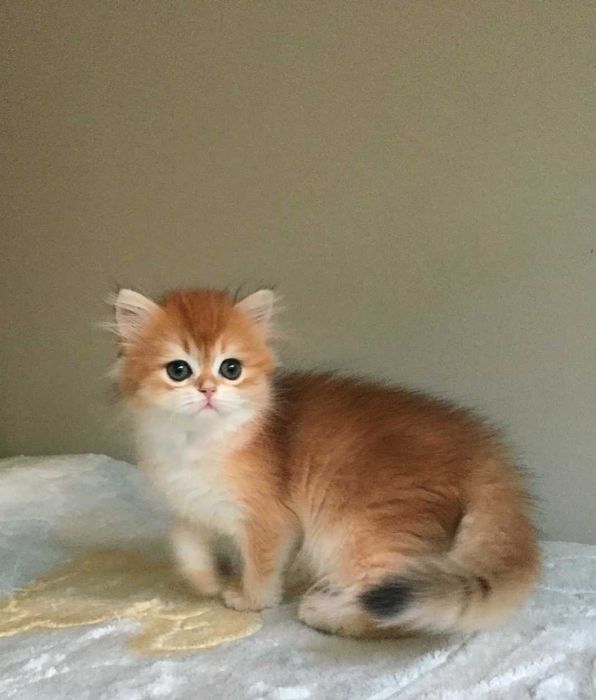 Kotka szkocka prostoucha, złota szynszyla