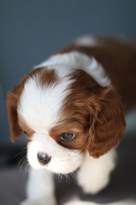 ***Cavalier King Charles Spaniel**