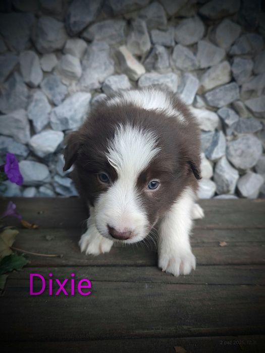 Border collie śliczna suczka przebadani rodzice