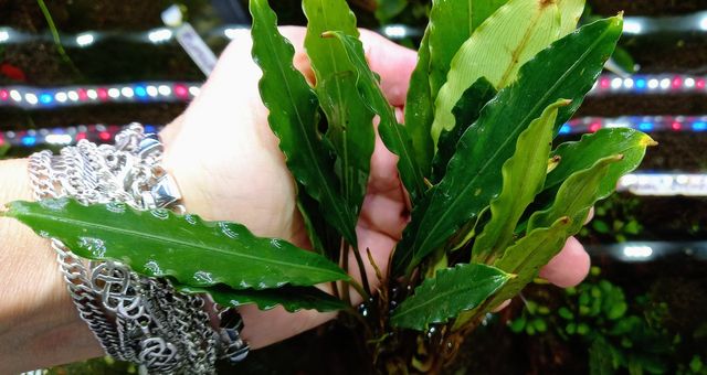 Bucephalandra Chimarea