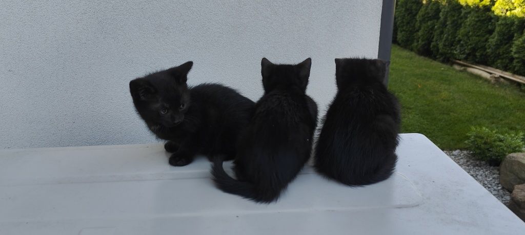 Kotek. Oddam w dobre ręce.