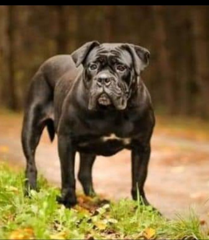 Zaginęła Mila, suczka rasy Cane Corso