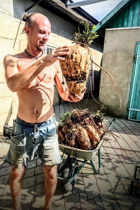 Батат органический ( для еды , маточные клубни ,  рассада на весну )