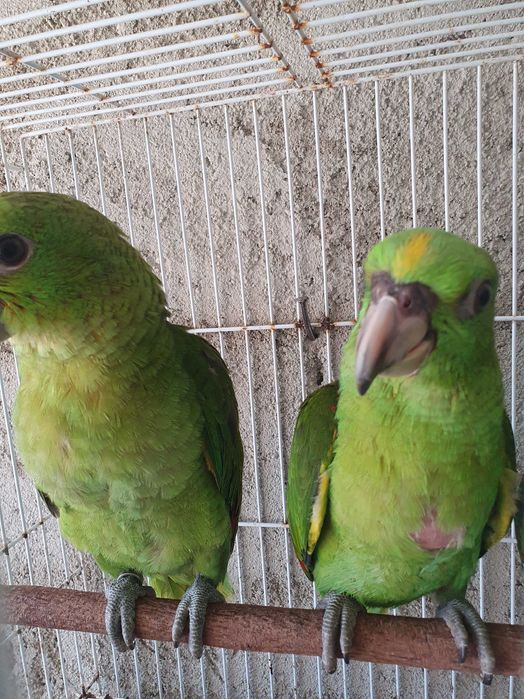 Papagaio auropalliata macho