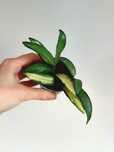 Planta Hoya wayetii tricolor