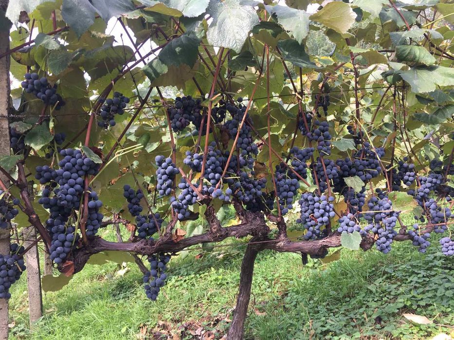 Смачний виноградний сік