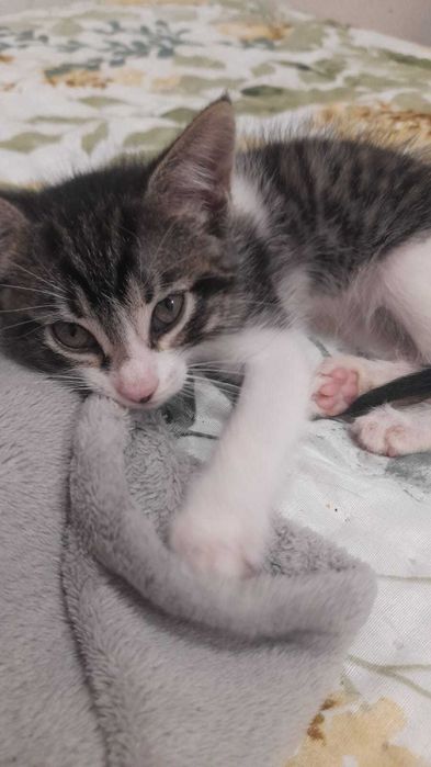 Gato e gata para adopção