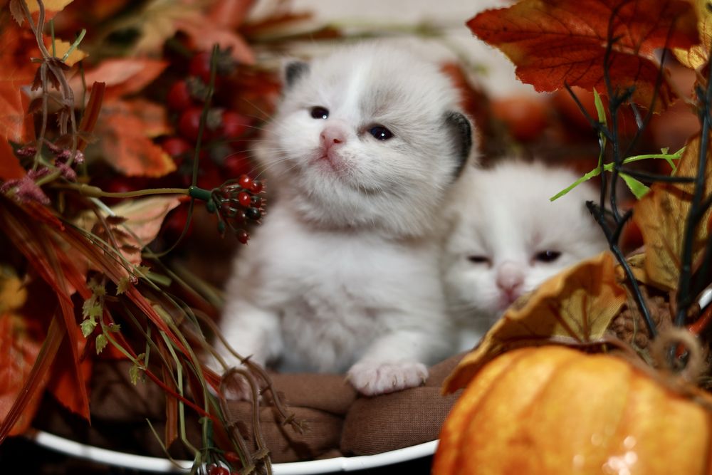 Ragdoll kocurek bicolor