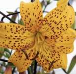 Lilia tygrysia cebula