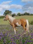 Ponei Welch púro palomino