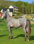 Ogier 2 letni PKS
