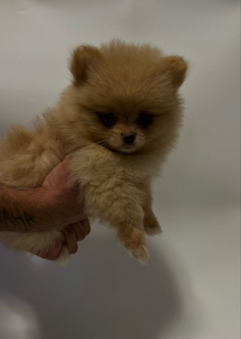 Szpic miniaturowy-pomeranian