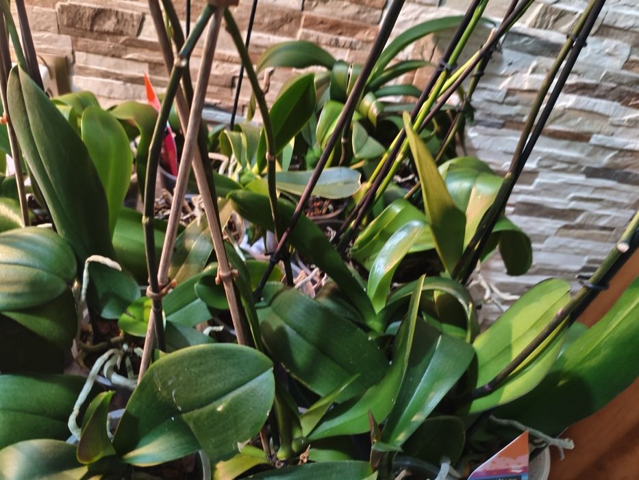 Wyprzedaż kolekcji domowych storczyków – 10 sztuk za 120 zł!