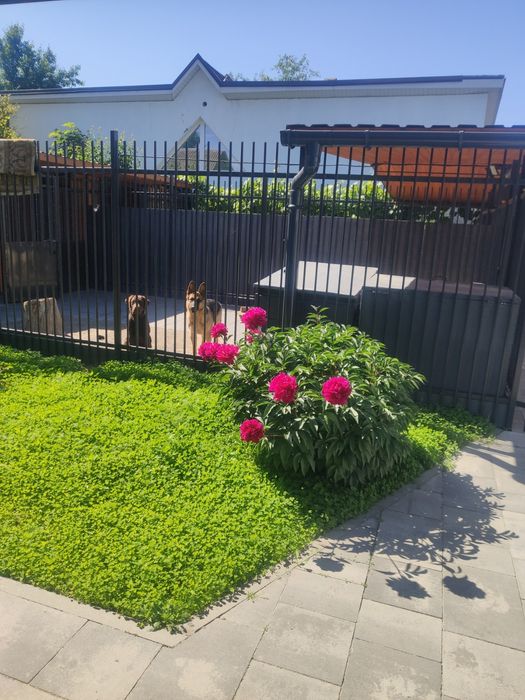 Готель для собак/ перетримка.