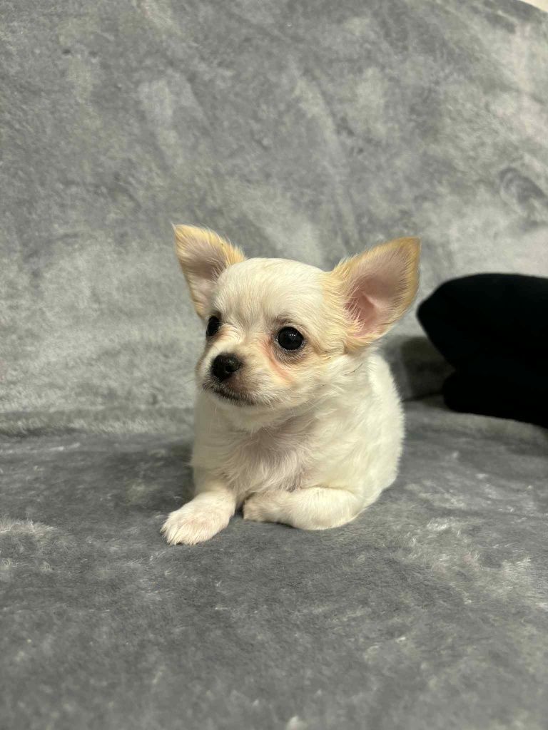 Chihuahua sunia maleńka