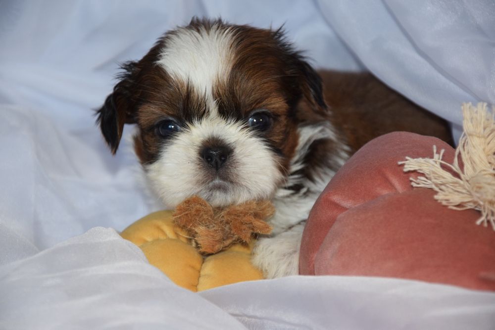 Felix pies chłopczyk Shih Tzu piękny szczeniak rodowód