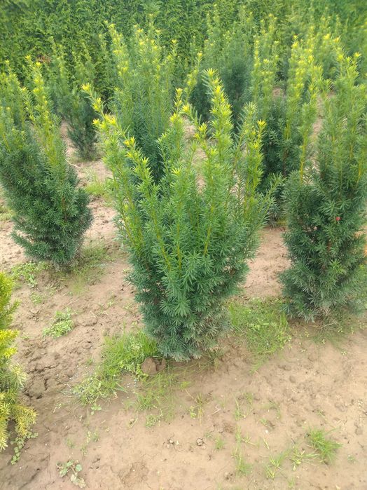 Tuja Szmaragd 150-200.Wyprzedaż.Dowóz