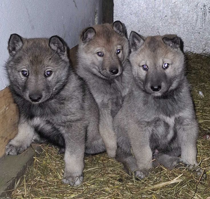 Łajki zachodniosyberyjske