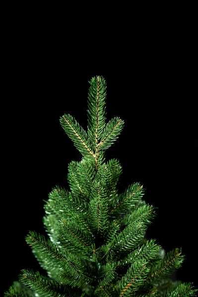 Ялинка лита Prestige 1.8