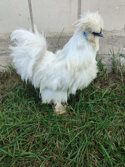 Kogut Silka jedwabista