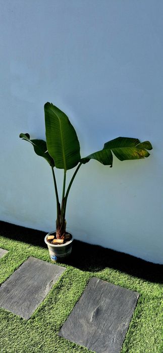 Estrelicia Augusta / Gigante / Flor Branca