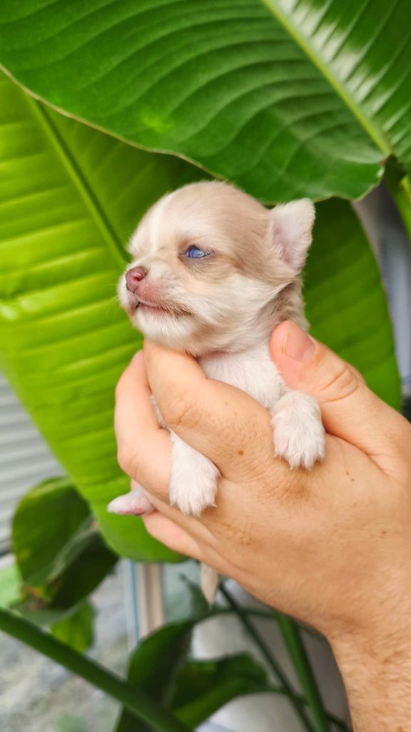 Zarezerwowana dziewczynka długowłosa Chihuahua ZKwP z wada zgryzu o ni