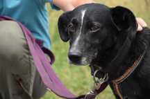 Bunk - szuka wyrozumiałego domu ADOPCJA