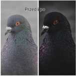 Adobe Lightroom presets 235 szt. MOBILE