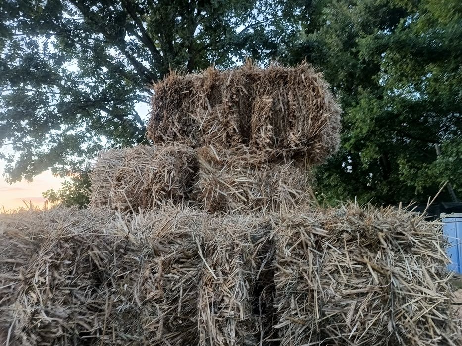 Pszenica żyto łubin gorzki słoma siano w kostkach