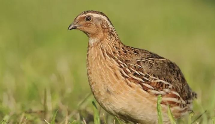 Vendo perdizes e codornizes para caça