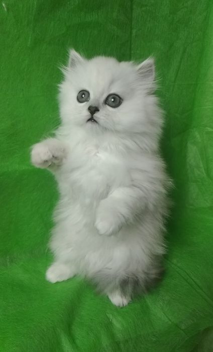 Белый хайленд серебристый шиншилла