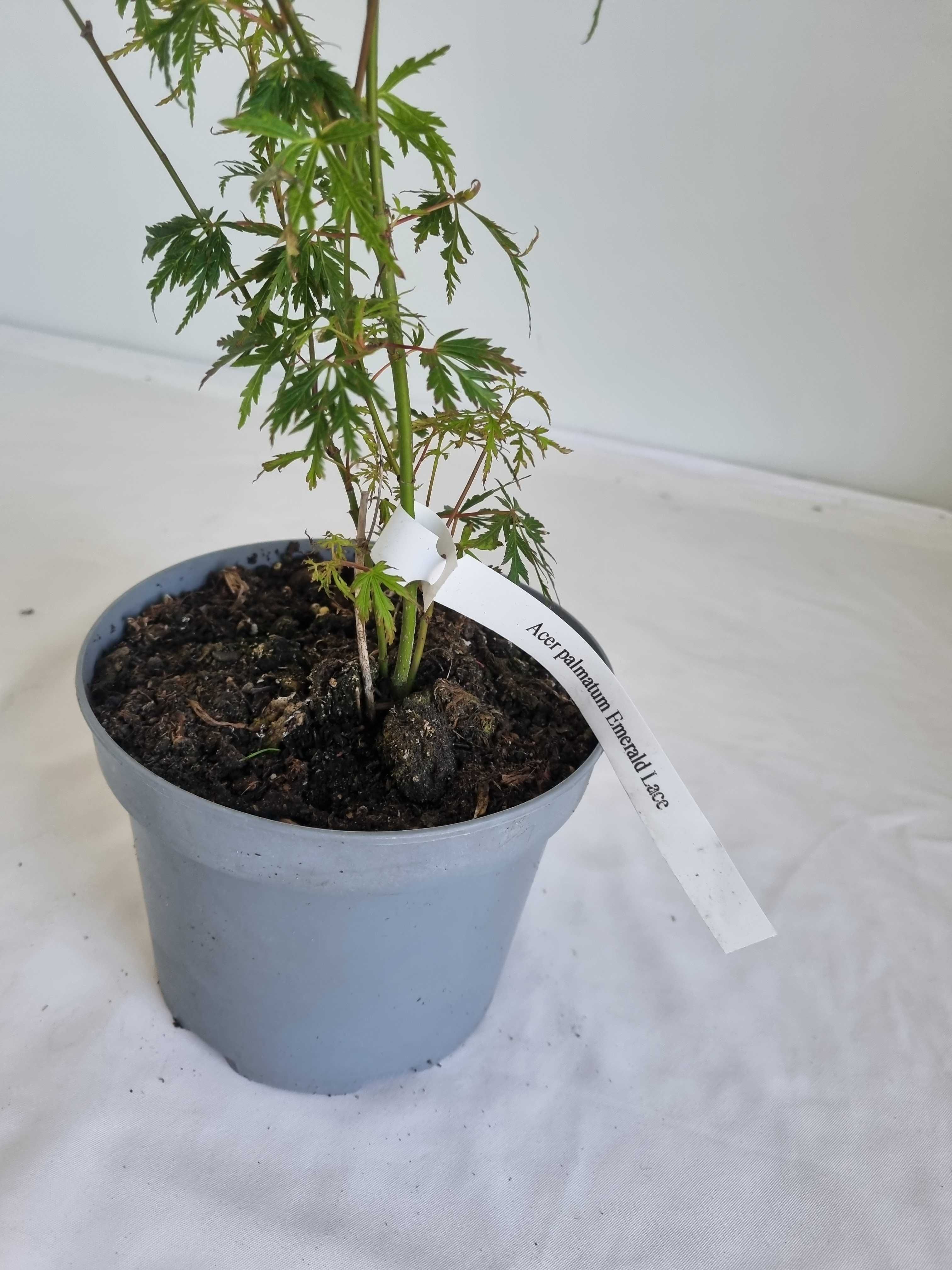 Bonsai Klon Palmowy Acer palmatum 'Emerald Lace' 50 cm Doniczka 2L