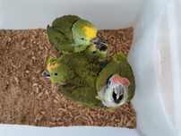 Amazonas ocrocephalas
