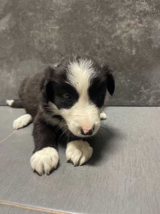 Border collie femea 2 meses