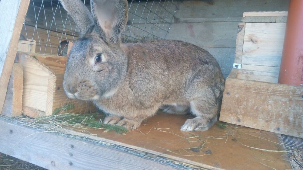 Кролики, удобрение и т.д.