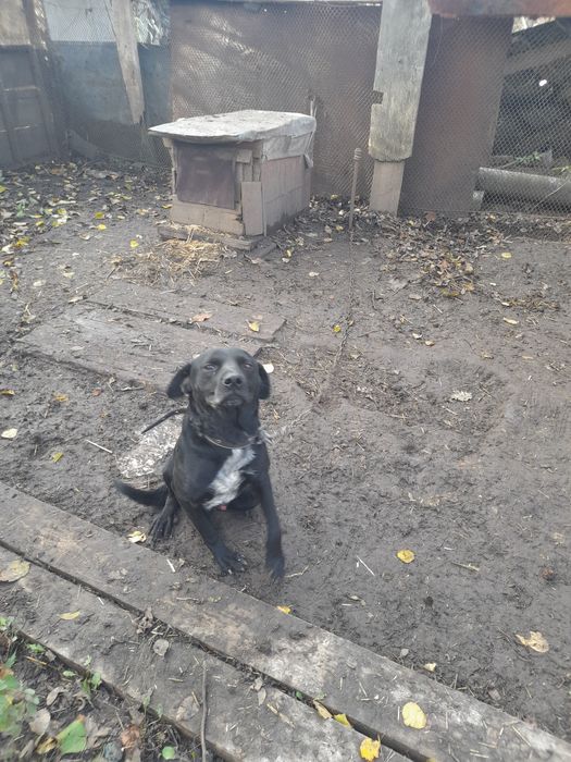 Прилаштування тварин