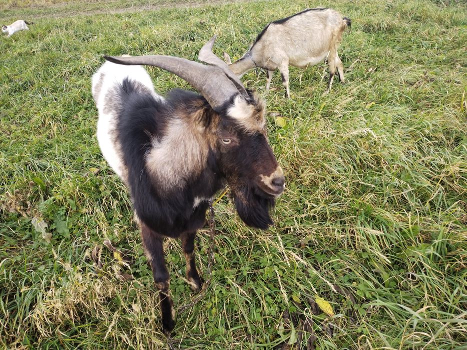 Пропоную злучкуз цапом нубо -ламача