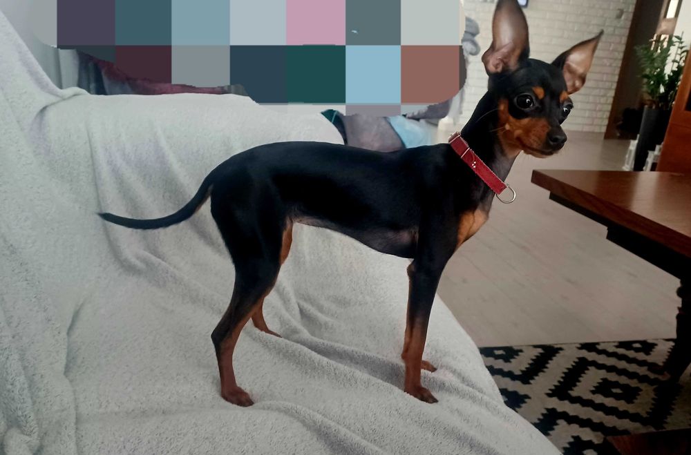 Ratrelek Pinczer Minaturowy suczka