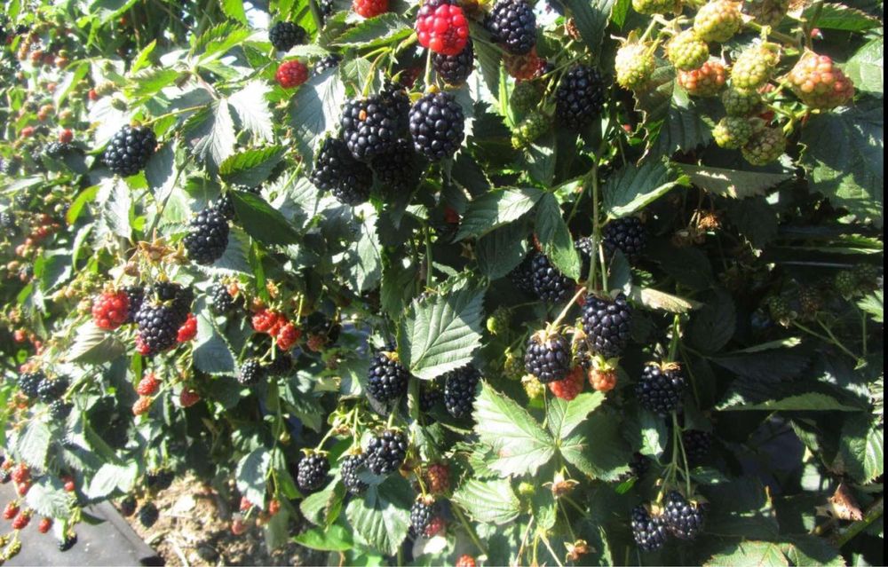 Ежевика, ожина саженцы