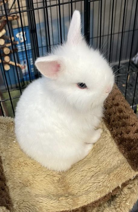 Coelho anão 2 fêmeas e 1 macho