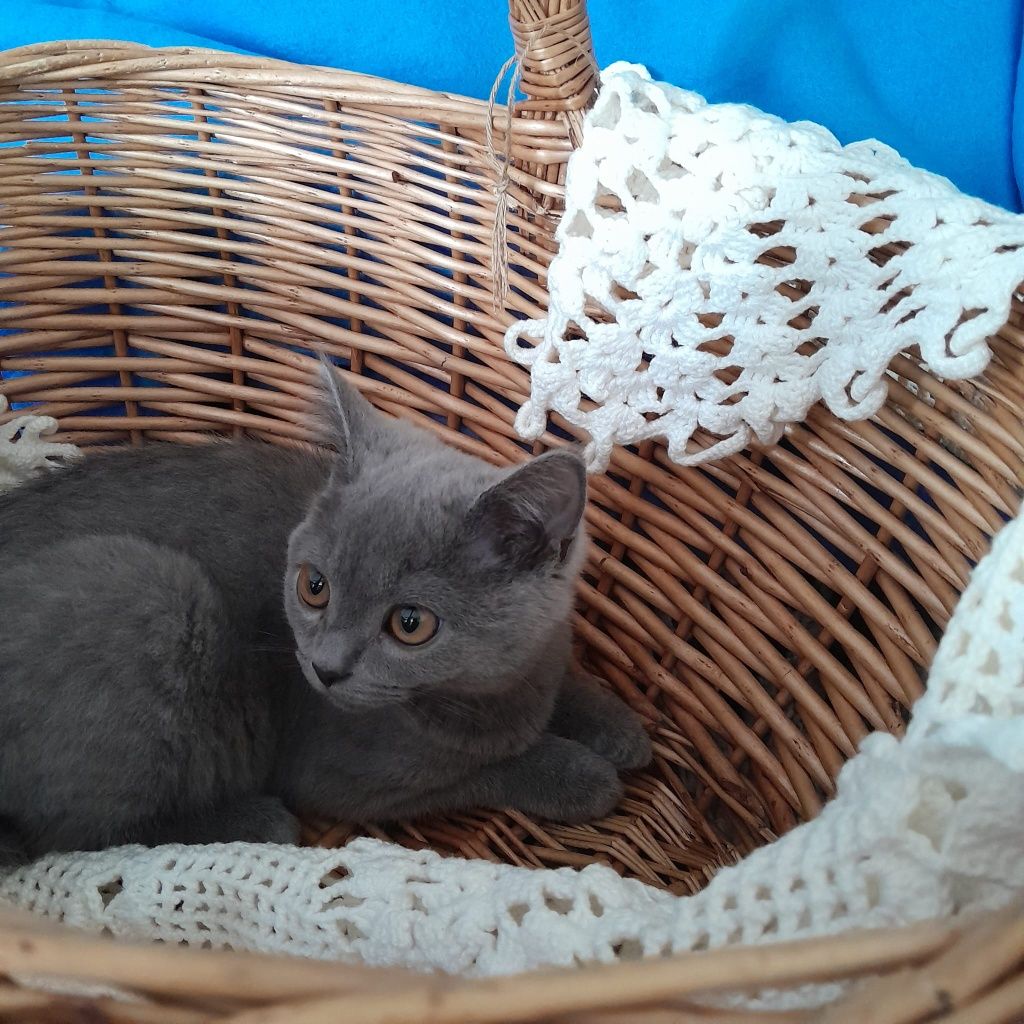 Kocurek brytyjski niebieski